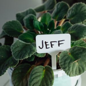 Jeff, The Only Plant I can keep alive